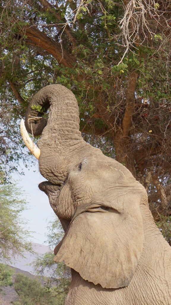 פיל בנמיביה - תכנון טיולים בהתאמה אישית