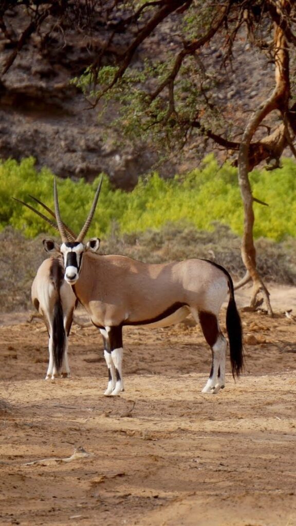 ראמים מדהימים בנמיביה - תכנון טיולים בהתאמה אישית