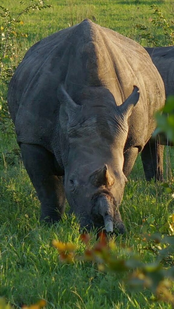 קרנף בנמיביה - תכנון טיולים בהתאמה אישית