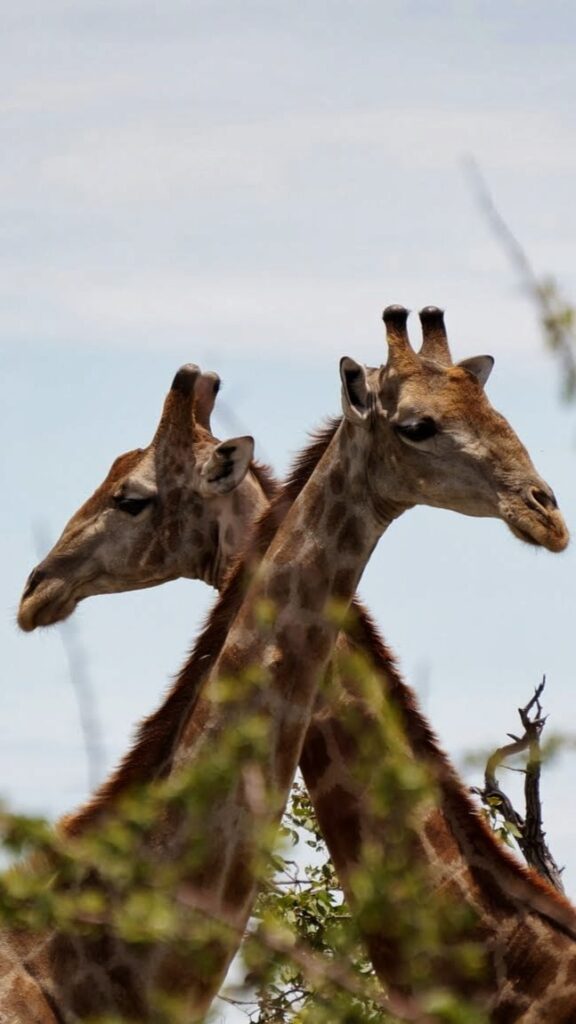 זוג ג'ירפות בנמיביה - תכנון טיולים בהתאמה אישית