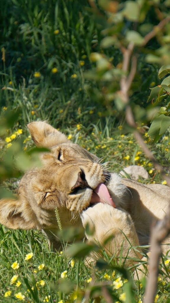 לביאה במנוחה - טיולים מותאמים אישית
