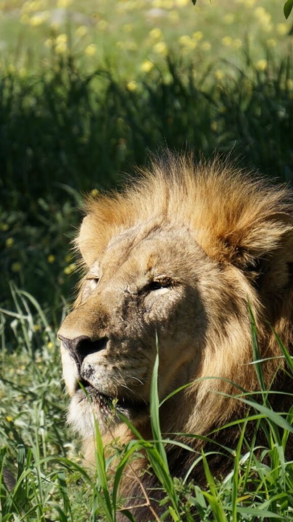 אריה בנמיביה - תכנון טיולים בהתאמה אישית