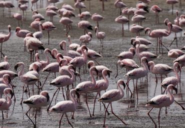 פלמנגו בנמיביה תכנון מסלול אישי