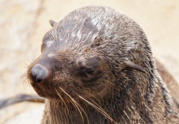 ראש חמוד במסלול אישי לנמיביה