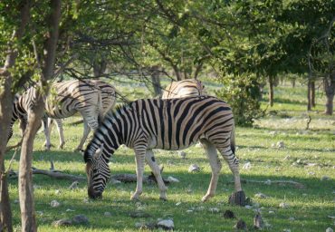 זברה באטושה במסלול האישי