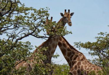 טיול זוגי אישי של ג'ירפות
