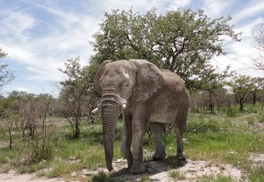 פיל בזוגיות רומנטית